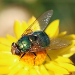 Rutilia (Chrysorutilia) sp. (genus & subgenus) (A Bristle Fly) at Hughes Grassy Woodland - 9 Feb 2024 by LisaH