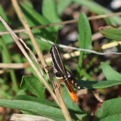 Macrotona australis (Common Macrotona Grasshopper) at Hughes, ACT - 9 Feb 2024 by LisaH