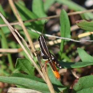 Macrotona australis at Hughes Grassy Woodland - 9 Feb 2024