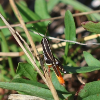 Macrotona australis (Common Macrotona Grasshopper) at Hughes Grassy Woodland - 9 Feb 2024 by LisaH