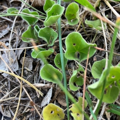 Dichondra repens (Kidney Weed) at Lyons, ACT - 3 Feb 2024 by RobynS