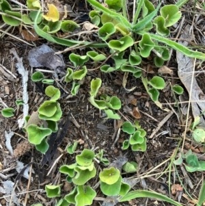 Dichondra repens at Oakey Hill - 3 Feb 2024