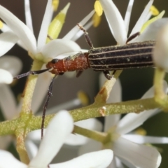 Syllitus rectus (Longhorn beetle) at Hughes Grassy Woodland - 9 Feb 2024 by LisaH