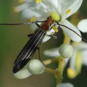 Syllitus rectus at Red Hill to Yarralumla Creek - 9 Feb 2024