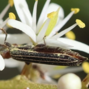 Syllitus rectus at Red Hill to Yarralumla Creek - 9 Feb 2024