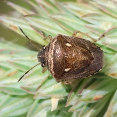 Eysarcoris sp. (genus) (A stink bug) at Hughes Grassy Woodland - 9 Feb 2024 by LisaH