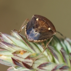 Eysarcoris sp. (genus) at Red Hill to Yarralumla Creek - 9 Feb 2024