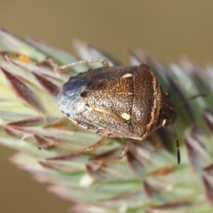 Eysarcoris sp. (genus) at Red Hill to Yarralumla Creek - 9 Feb 2024