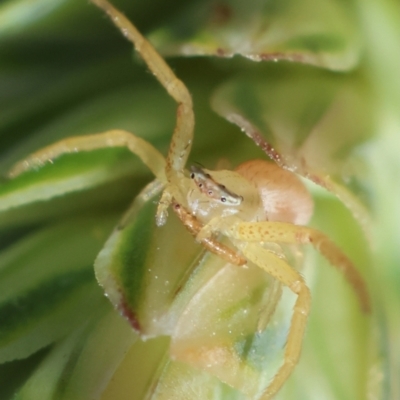 Thomisidae (family) (Unidentified Crab spider or Flower spider) at Hughes, ACT - 9 Feb 2024 by LisaH