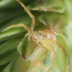 Thomisidae sp. (family) (Unidentified Crab spider or Flower spider) at GG165 - 9 Feb 2024 by LisaH