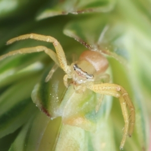 Thomisidae (family) at GG165 - 9 Feb 2024 03:43 PM