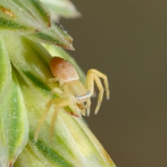 Thomisidae (family) at GG165 - 9 Feb 2024 03:43 PM