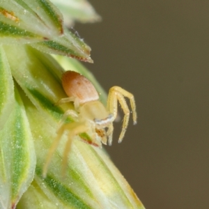 Thomisidae (family) at GG165 - 9 Feb 2024