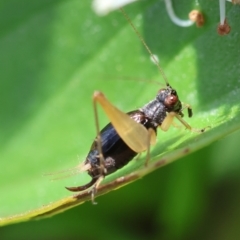 Trigonidium vittaticollis (A sword-tail cricket) at Hughes, ACT - 9 Feb 2024 by LisaH