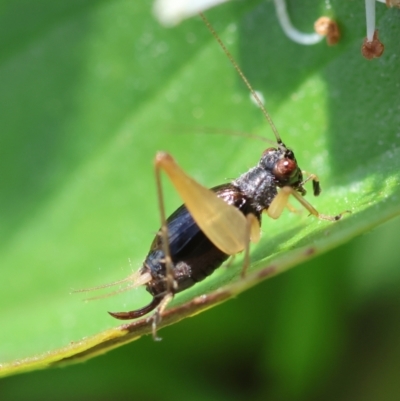 Trigonidium vittaticollis (A sword-tail cricket) at Hughes, ACT - 9 Feb 2024 by LisaH