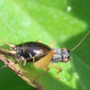 Trigonidium vittaticollis at Hughes, ACT - 9 Feb 2024