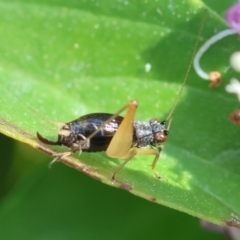 Trigonidium vittaticollis at Hughes, ACT - suppressed