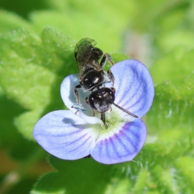Apiformes (informal group) (Unidentified bee) at Hughes, ACT - 9 Feb 2024 by LisaH