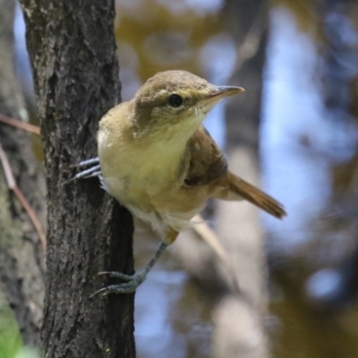 Acrocephalus australis (Australian Reed-Warbler) at Stranger Pond - 9 Feb 2024 by RodDeb