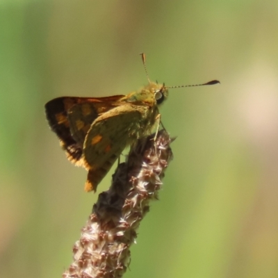 Ocybadistes walkeri (Green Grass-dart) at Stranger Pond - 9 Feb 2024 by RodDeb