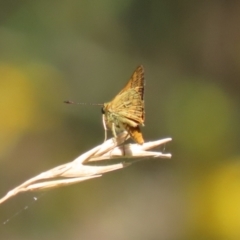 Ocybadistes walkeri at Stranger Pond - 9 Feb 2024