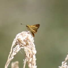 Ocybadistes walkeri at Stranger Pond - 9 Feb 2024