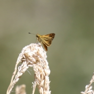 Ocybadistes walkeri at Stranger Pond - 9 Feb 2024