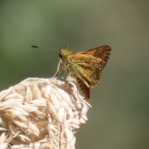 Ocybadistes walkeri at Stranger Pond - 9 Feb 2024