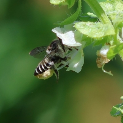 Megachile (Eutricharaea) serricauda (Leafcutter bee, Megachilid bee) at Hughes, ACT - 9 Feb 2024 by LisaH