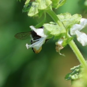 Megachile (Eutricharaea) serricauda at Hughes, ACT - 9 Feb 2024