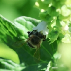 Megachile (Eutricharaea) serricauda at Hughes, ACT - suppressed