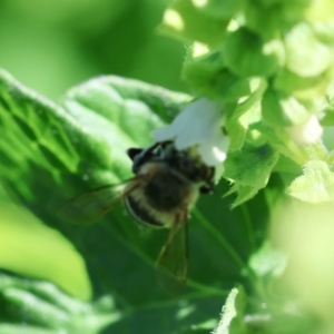 Megachile (Eutricharaea) serricauda at Hughes, ACT - suppressed