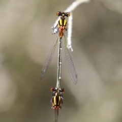 Nososticta solida (Orange Threadtail) at Stranger Pond - 9 Feb 2024 by RodDeb