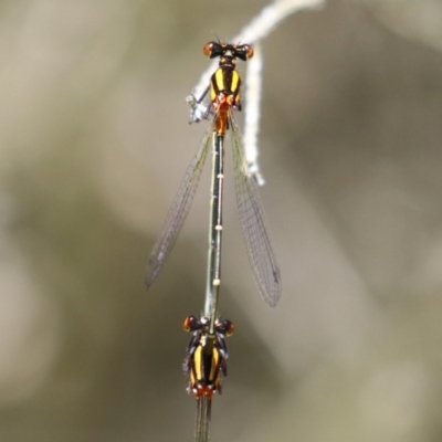 Nososticta solida (Orange Threadtail) at Bonython, ACT - 9 Feb 2024 by RodDeb