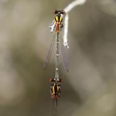 Nososticta solida at Stranger Pond - 9 Feb 2024 12:35 PM