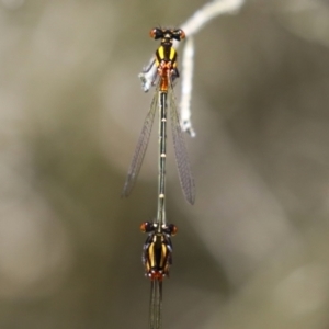 Nososticta solida at Stranger Pond - 9 Feb 2024 12:35 PM