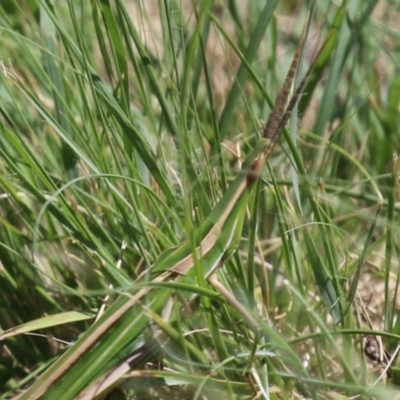 Acrida conica (Giant green slantface) at Bonython, ACT - 9 Feb 2024 by RodDeb