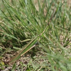 Acrida conica at Stranger Pond - 9 Feb 2024