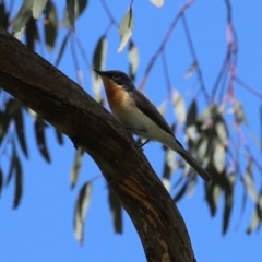 Myiagra rubecula (Leaden Flycatcher) at Bonython, ACT - 9 Feb 2024 by RodDeb