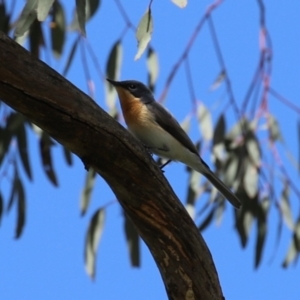 Myiagra rubecula at Stranger Pond - 9 Feb 2024