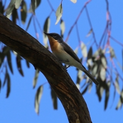 Myiagra rubecula (Leaden Flycatcher) at Stranger Pond - 9 Feb 2024 by RodDeb