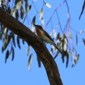 Myiagra rubecula at Stranger Pond - 9 Feb 2024