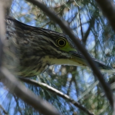 Nycticorax caledonicus (Nankeen Night-Heron) at Bonython, ACT - 9 Feb 2024 by RodDeb