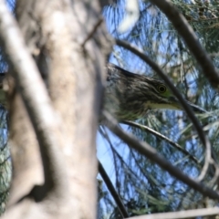 Nycticorax caledonicus at Stranger Pond - 9 Feb 2024