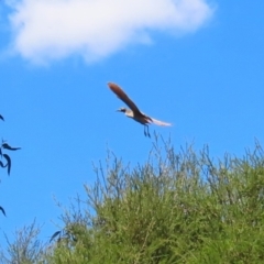 Nycticorax caledonicus at Stranger Pond - 9 Feb 2024