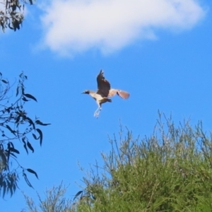 Nycticorax caledonicus at Stranger Pond - 9 Feb 2024 01:58 PM