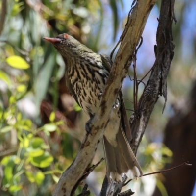 Oriolus sagittatus (Olive-backed Oriole) at Bonython, ACT - 9 Feb 2024 by RodDeb