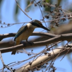 Todiramphus sanctus (Sacred Kingfisher) at Bonython, ACT - 9 Feb 2024 by RodDeb