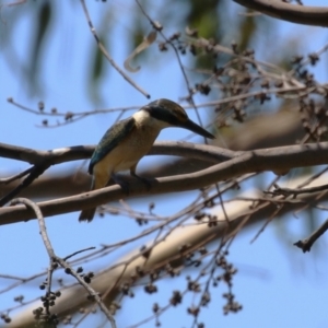 Todiramphus sanctus at Stranger Pond - 9 Feb 2024