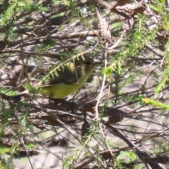 Acanthiza nana (Yellow Thornbill) at Stranger Pond - 9 Feb 2024 by RodDeb